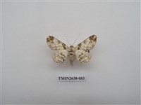 藏品(尺蛾165)的圖片